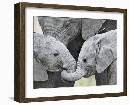 African Elephant Calves (Loxodonta Africana) Holding Trunks, Tanzania-null-Framed Photographic Print