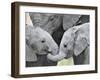 African Elephant Calves (Loxodonta Africana) Holding Trunks, Tanzania-null-Framed Photographic Print