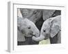 African Elephant Calves (Loxodonta Africana) Holding Trunks, Tanzania-null-Framed Photographic Print