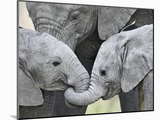 African Elephant Calves (Loxodonta Africana) Holding Trunks, Tanzania-null-Mounted Photographic Print