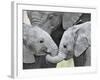 African Elephant Calves (Loxodonta Africana) Holding Trunks, Tanzania-null-Framed Photographic Print