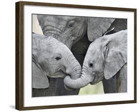 African Elephant Calves (Loxodonta Africana) Holding Trunks, Tanzania-null-Framed Photographic Print