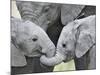 African Elephant Calves (Loxodonta Africana) Holding Trunks, Tanzania-null-Mounted Photographic Print