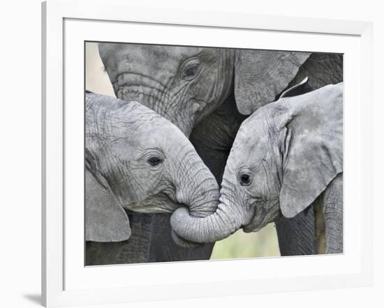 African Elephant Calves (Loxodonta Africana) Holding Trunks, Tanzania-null-Framed Photographic Print