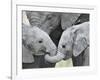 African Elephant Calves (Loxodonta Africana) Holding Trunks, Tanzania-null-Framed Photographic Print