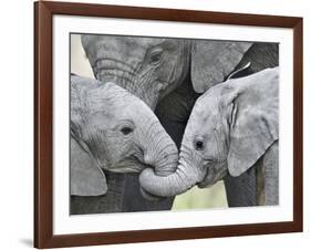 African Elephant Calves (Loxodonta Africana) Holding Trunks, Tanzania-null-Framed Photographic Print