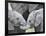 African Elephant Calves (Loxodonta Africana) Holding Trunks, Tanzania-null-Framed Photographic Print