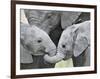 African Elephant Calves (Loxodonta Africana) Holding Trunks, Tanzania-null-Framed Photographic Print