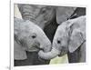 African Elephant Calves (Loxodonta Africana) Holding Trunks, Tanzania-null-Framed Photographic Print