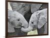 African Elephant Calves (Loxodonta Africana) Holding Trunks, Tanzania-null-Framed Photographic Print