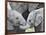 African Elephant Calves (Loxodonta Africana) Holding Trunks, Tanzania-null-Framed Photographic Print