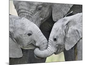 African Elephant Calves (Loxodonta Africana) Holding Trunks, Tanzania-null-Mounted Photographic Print