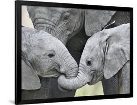 African Elephant Calves (Loxodonta Africana) Holding Trunks, Tanzania-null-Framed Photographic Print