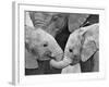 African Elephant Calves (Loxodonta Africana) Holding Trunks, Tanzania-null-Framed Photographic Print