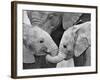 African Elephant Calves (Loxodonta Africana) Holding Trunks, Tanzania-null-Framed Photographic Print