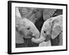 African Elephant Calves (Loxodonta Africana) Holding Trunks, Tanzania-null-Framed Photographic Print