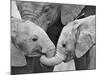 African Elephant Calves (Loxodonta Africana) Holding Trunks, Tanzania-null-Mounted Photographic Print