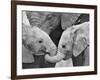 African Elephant Calves (Loxodonta Africana) Holding Trunks, Tanzania-null-Framed Photographic Print