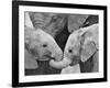 African Elephant Calves (Loxodonta Africana) Holding Trunks, Tanzania-null-Framed Photographic Print