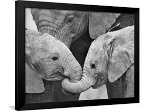 African Elephant Calves (Loxodonta Africana) Holding Trunks, Tanzania-null-Framed Photographic Print