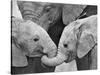 African Elephant Calves (Loxodonta Africana) Holding Trunks, Tanzania-null-Stretched Canvas