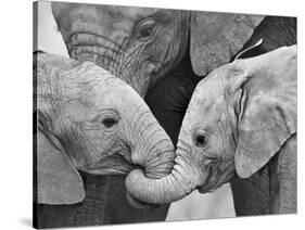 African Elephant Calves (Loxodonta Africana) Holding Trunks, Tanzania-null-Stretched Canvas