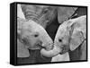 African Elephant Calves (Loxodonta Africana) Holding Trunks, Tanzania-null-Framed Stretched Canvas