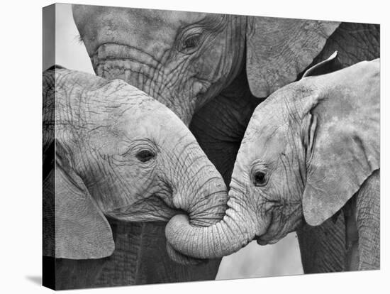 African Elephant Calves (Loxodonta Africana) Holding Trunks, Tanzania-null-Stretched Canvas