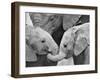 African Elephant Calves (Loxodonta Africana) Holding Trunks, Tanzania-null-Framed Premium Photographic Print