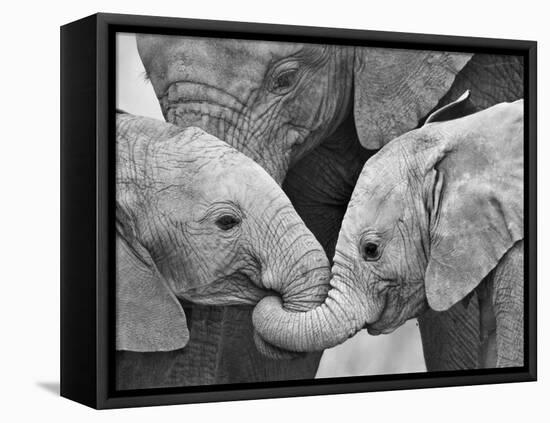 African Elephant Calves (Loxodonta Africana) Holding Trunks, Tanzania-null-Framed Stretched Canvas