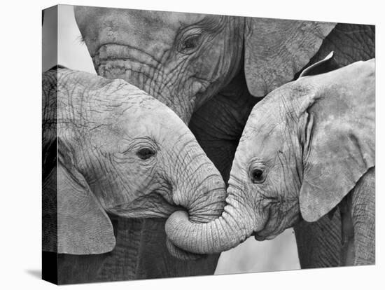 African Elephant Calves (Loxodonta Africana) Holding Trunks, Tanzania-null-Stretched Canvas