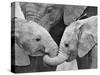 African Elephant Calves (Loxodonta Africana) Holding Trunks, Tanzania-null-Stretched Canvas