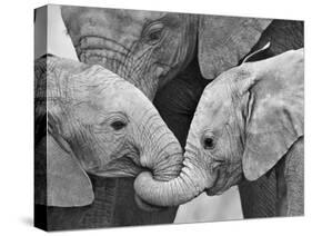 African Elephant Calves (Loxodonta Africana) Holding Trunks, Tanzania-null-Stretched Canvas