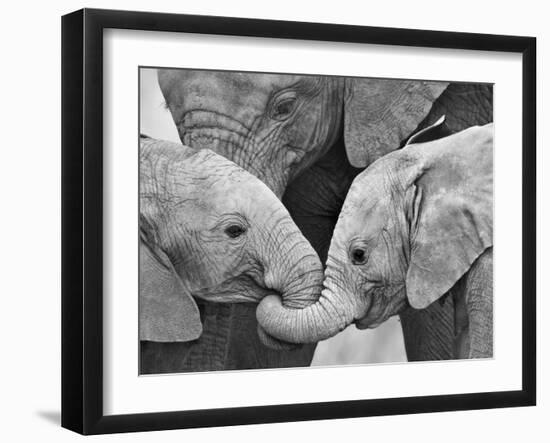 African Elephant Calves (Loxodonta Africana) Holding Trunks, Tanzania-null-Framed Photographic Print