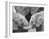 African Elephant Calves (Loxodonta Africana) Holding Trunks, Tanzania-null-Framed Photographic Print