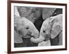 African Elephant Calves (Loxodonta Africana) Holding Trunks, Tanzania-null-Framed Photographic Print