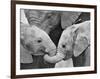 African Elephant Calves (Loxodonta Africana) Holding Trunks, Tanzania-null-Framed Photographic Print