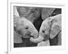 African Elephant Calves (Loxodonta Africana) Holding Trunks, Tanzania-null-Framed Photographic Print