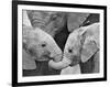 African Elephant Calves (Loxodonta Africana) Holding Trunks, Tanzania-null-Framed Photographic Print