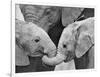 African Elephant Calves (Loxodonta Africana) Holding Trunks, Tanzania-null-Framed Photographic Print