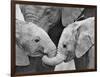 African Elephant Calves (Loxodonta Africana) Holding Trunks, Tanzania-null-Framed Photographic Print