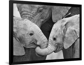 African Elephant Calves (Loxodonta Africana) Holding Trunks, Tanzania-null-Framed Photographic Print