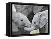 African Elephant Calves (Loxodonta Africana) Holding Trunks, Tanzania-null-Framed Stretched Canvas