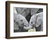 African Elephant Calves (Loxodonta Africana) Holding Trunks, Tanzania-null-Framed Photographic Print