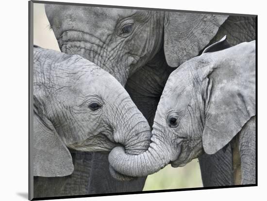 African Elephant Calves (Loxodonta Africana) Holding Trunks, Tanzania-null-Mounted Photographic Print