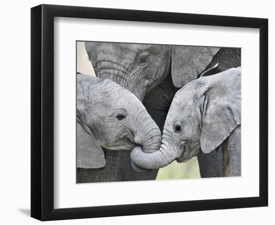 African Elephant Calves (Loxodonta Africana) Holding Trunks, Tanzania-null-Framed Premium Photographic Print