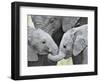 African Elephant Calves (Loxodonta Africana) Holding Trunks, Tanzania-null-Framed Premium Photographic Print