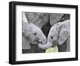 African Elephant Calves (Loxodonta Africana) Holding Trunks, Tanzania-null-Framed Premium Photographic Print