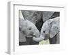 African Elephant Calves (Loxodonta Africana) Holding Trunks, Tanzania-null-Framed Premium Photographic Print