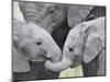 African Elephant Calves (Loxodonta Africana) Holding Trunks, Tanzania-null-Mounted Premium Photographic Print
